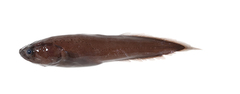 CE-000018747