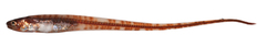 CE-000018749
