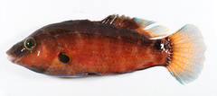 CE-000018956