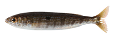 ATLASeaexplorer Organism ATLASeaexplorer Organism