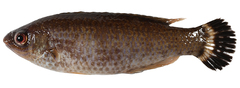 CE-000018961