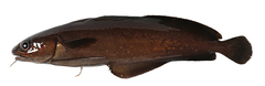 CE-000018970
