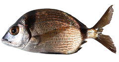 CE-000018971