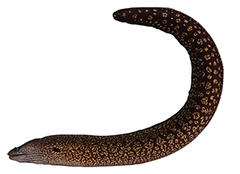 CE-000018973