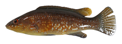 CE-000018977