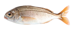 CE-000018982
