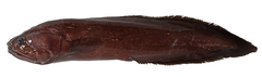 CE-000019000