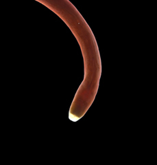 MNHN-IA-2017-5934