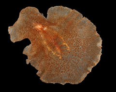 MNHN-IA-2022-2846