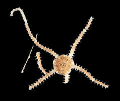MNHN-IE-2024-206