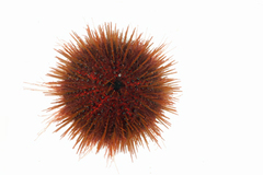MNHN-IE-2024-224