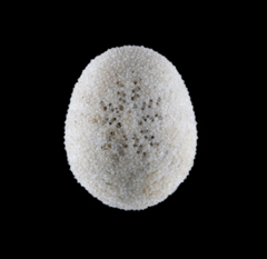MNHN-IE-2024-260