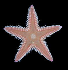 MNHN-IE-2024-263