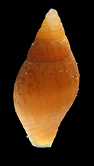 MNHN-IM-2019-19565