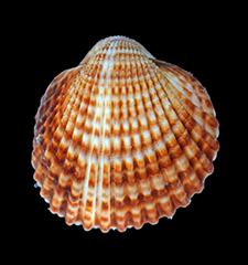 MNHN-IM-2019-19958