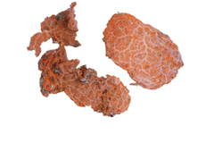 MNHN-IP-2019-3396