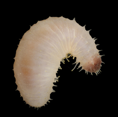 MNHN-IE-2023-3602