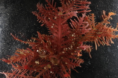 PC0165887