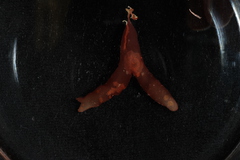 PC0165902