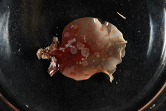 PC0165904