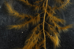 PC0165936