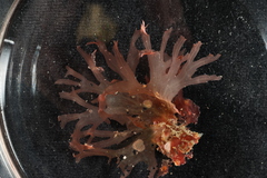 PC0165964